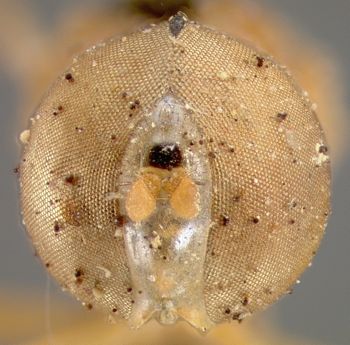 Media type: image;   Entomology 13123 Aspect: head frontal view